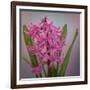 USA, Washington, Seabeck. Pink hyacinth flowers.-Jaynes Gallery-Framed Photographic Print