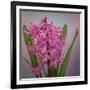 USA, Washington, Seabeck. Pink hyacinth flowers.-Jaynes Gallery-Framed Photographic Print