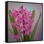 USA, Washington, Seabeck. Pink hyacinth flowers.-Jaynes Gallery-Framed Stretched Canvas