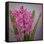 USA, Washington, Seabeck. Pink hyacinth flowers.-Jaynes Gallery-Framed Stretched Canvas