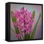 USA, Washington, Seabeck. Pink hyacinth flowers.-Jaynes Gallery-Framed Stretched Canvas