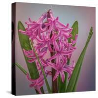 USA, Washington, Seabeck. Pink hyacinth flowers.-Jaynes Gallery-Stretched Canvas