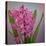 USA, Washington, Seabeck. Pink hyacinth flowers.-Jaynes Gallery-Stretched Canvas