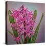 USA, Washington, Seabeck. Pink hyacinth flowers.-Jaynes Gallery-Stretched Canvas