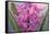 USA, Washington, Seabeck. Pink hyacinth flowers.-Jaynes Gallery-Framed Stretched Canvas