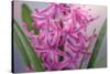 USA, Washington, Seabeck. Pink hyacinth flowers.-Jaynes Gallery-Stretched Canvas