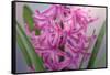 USA, Washington, Seabeck. Pink hyacinth flowers.-Jaynes Gallery-Framed Stretched Canvas