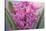 USA, Washington, Seabeck. Pink hyacinth flowers.-Jaynes Gallery-Stretched Canvas