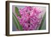 USA, Washington, Seabeck. Pink hyacinth flowers.-Jaynes Gallery-Framed Photographic Print