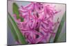 USA, Washington, Seabeck. Pink hyacinth flowers.-Jaynes Gallery-Mounted Photographic Print