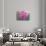 USA, Washington, Seabeck. Pink hyacinth flowers.-Jaynes Gallery-Photographic Print displayed on a wall