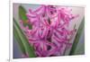 USA, Washington, Seabeck. Pink hyacinth flowers.-Jaynes Gallery-Framed Photographic Print