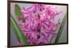 USA, Washington, Seabeck. Pink hyacinth flowers.-Jaynes Gallery-Framed Photographic Print