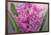 USA, Washington, Seabeck. Pink hyacinth flowers.-Jaynes Gallery-Framed Photographic Print