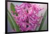 USA, Washington, Seabeck. Pink hyacinth flowers.-Jaynes Gallery-Framed Photographic Print