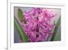 USA, Washington, Seabeck. Pink hyacinth flowers.-Jaynes Gallery-Framed Photographic Print