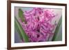 USA, Washington, Seabeck. Pink hyacinth flowers.-Jaynes Gallery-Framed Photographic Print