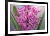 USA, Washington, Seabeck. Pink hyacinth flowers.-Jaynes Gallery-Framed Photographic Print