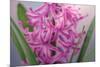 USA, Washington, Seabeck. Pink hyacinth flowers.-Jaynes Gallery-Mounted Photographic Print