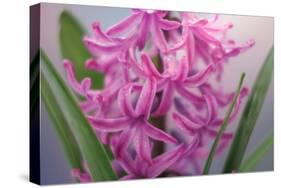 USA, Washington, Seabeck. Pink hyacinth flowers.-Jaynes Gallery-Stretched Canvas