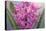 USA, Washington, Seabeck. Pink hyacinth flowers.-Jaynes Gallery-Stretched Canvas