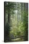 USA, Washington, Seabeck. Rhododendron Blooms in a Forest-Jaynes Gallery-Stretched Canvas