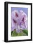 USA, Washington, Seabeck. Rhododendron blossoms close-up.-Jaynes Gallery-Framed Photographic Print