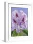 USA, Washington, Seabeck. Rhododendron blossoms close-up.-Jaynes Gallery-Framed Photographic Print