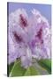 USA, Washington, Seabeck. Rhododendron blossoms close-up.-Jaynes Gallery-Stretched Canvas
