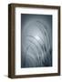 USA, Washington, Seabeck. Solar halo and lavender plant.-Jaynes Gallery-Framed Photographic Print