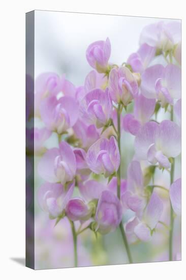 USA, Washington, Seabeck. Sweet Pea Blossoms-Jaynes Gallery-Stretched Canvas