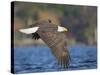 USA, Washington, Seattle. Bald Eagle Flies over Lake Washington-Gary Luhm-Stretched Canvas