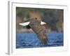 USA, Washington, Seattle. Bald Eagle Flies over Lake Washington-Gary Luhm-Framed Photographic Print