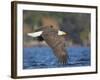 USA, Washington, Seattle. Bald Eagle Flies over Lake Washington-Gary Luhm-Framed Photographic Print