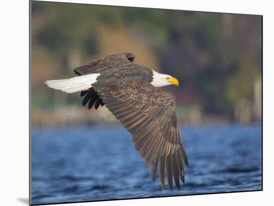 USA, Washington, Seattle. Bald Eagle Flies over Lake Washington-Gary Luhm-Mounted Photographic Print