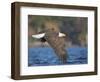 USA, Washington, Seattle. Bald Eagle Flies over Lake Washington-Gary Luhm-Framed Photographic Print