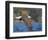 USA, Washington, Seattle. Bald Eagle Flies over Lake Washington-Gary Luhm-Framed Photographic Print