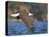 USA, Washington, Seattle. Bald Eagle Flies over Lake Washington-Gary Luhm-Stretched Canvas