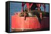 USA, Washington, Seattle. California Sea Lion Basking-Trish Drury-Framed Stretched Canvas