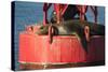 USA, Washington, Seattle. California Sea Lion Basking-Trish Drury-Stretched Canvas