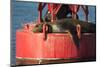 USA, Washington, Seattle. California Sea Lion Basking-Trish Drury-Mounted Photographic Print