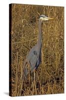 USA, Washington, Seattle, Discovery Park. Great blue heron.-Steve Kazlowski-Stretched Canvas