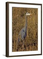 USA, Washington, Seattle, Discovery Park. Great blue heron.-Steve Kazlowski-Framed Photographic Print