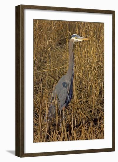 USA, Washington, Seattle, Discovery Park. Great blue heron.-Steve Kazlowski-Framed Photographic Print