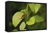 USA, Washington, Seattle, Discovery Park. Pacific tree frog.-Steve Kazlowski-Framed Stretched Canvas