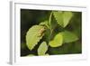 USA, Washington, Seattle, Discovery Park. Pacific tree frog.-Steve Kazlowski-Framed Photographic Print