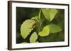 USA, Washington, Seattle, Discovery Park. Pacific tree frog.-Steve Kazlowski-Framed Photographic Print