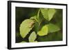 USA, Washington, Seattle, Discovery Park. Pacific tree frog.-Steve Kazlowski-Framed Photographic Print