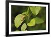 USA, Washington, Seattle, Discovery Park. Pacific tree frog.-Steve Kazlowski-Framed Photographic Print