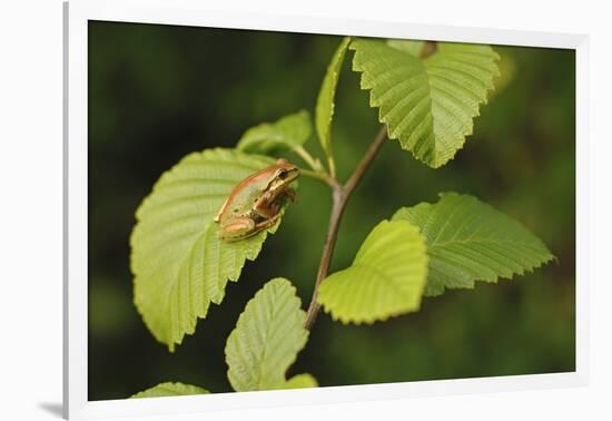 USA, Washington, Seattle, Discovery Park. Pacific tree frog.-Steve Kazlowski-Framed Photographic Print
